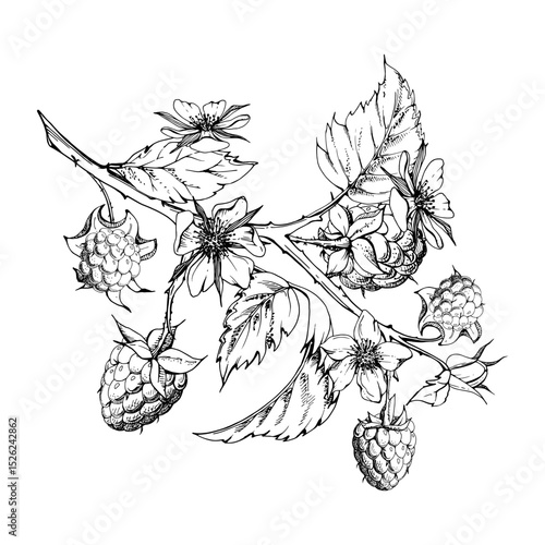 Raspberry leaves flowers berries hanging on thorny spiked branch vector ink hand drawn. Ripe dewberry mulberry. Isolated botanical illustration. Home preserves cookbook, grocery store, closeup card