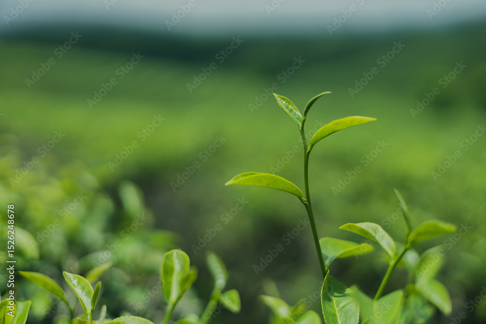Green tea leaf buds from tea plantations in a natural farm in the morning in Thailand, a cash crop for making tea and used as a health care product. Green tea leaf buds from tea plantations in a natural farm in the morning in Thailand, a cash crop for making tea and used as a health care product.