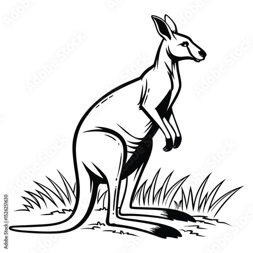 kangaroo vector illustration