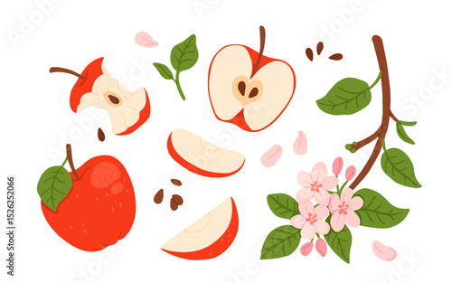 Vector set of red apple illustrations: whole, bitten, halves, slices, seeds, leaves, blooming branch with flowers. Flat cartoon style isolated fruit collection on white background.