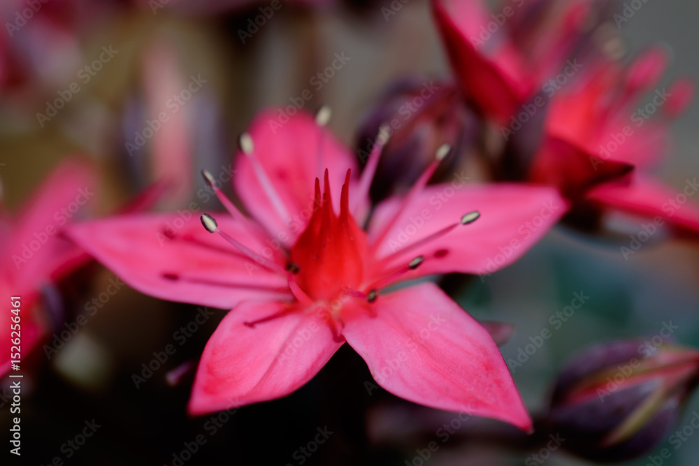 Fototapeta premium pink lily flower