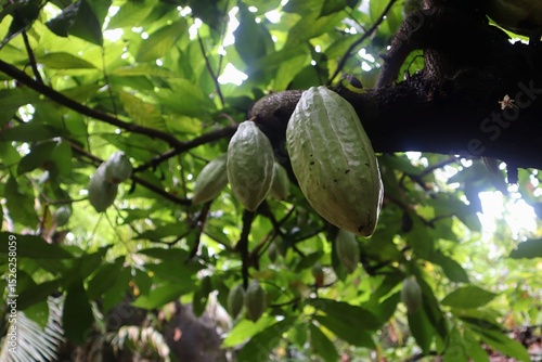 Cocoa pods hanging on a Theobroma cacao tree under filtered sunlight. These greenish-yellow fruits, known as the origin of chocolate, are captured in a tropical environment with lush foliage.