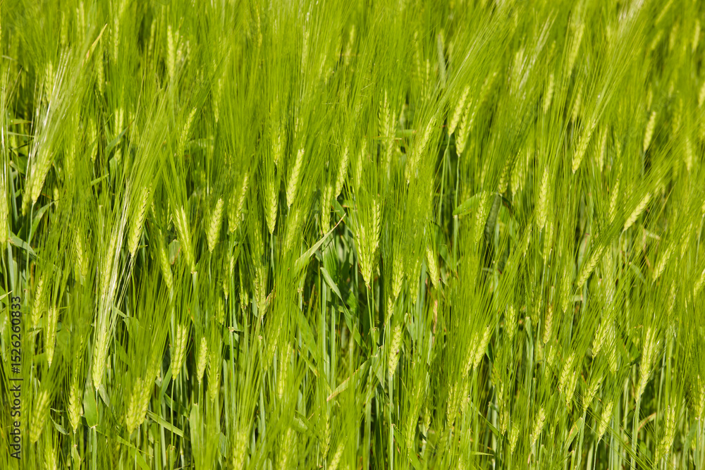 Green wheat speaks rocked by the wind. Harvest natural background Green wheat speaks rocked by the wind. Harvest natural background