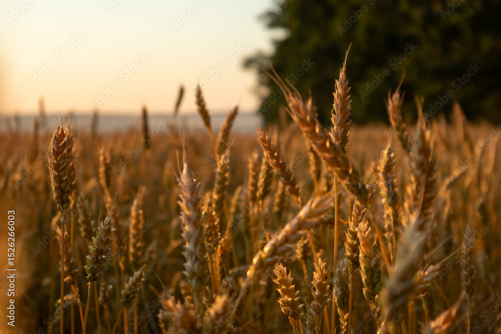 Sunny wheat field close-up with blurred green trees in background Sunny wheat field close-up with blurred green trees in background