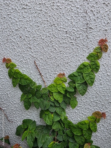 Green Climbing Vine on White Textured Wall