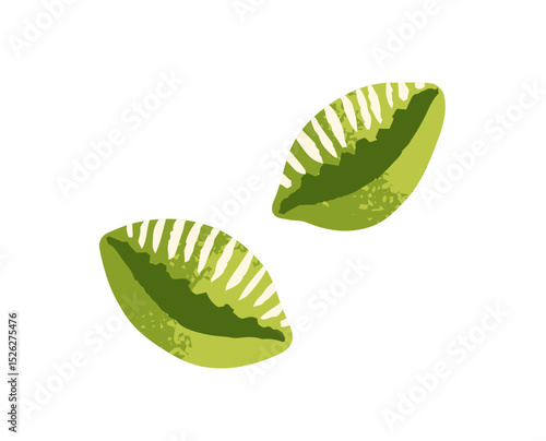 Icon of cute little green cowries. Exotic sea shells, clam conches. Small seashells of tropical undersea mollusks. Decoration from ocean, beach. Flat isolated drawing vector illustration on white