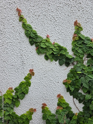 Green Climbing Vine on White Textured Wall