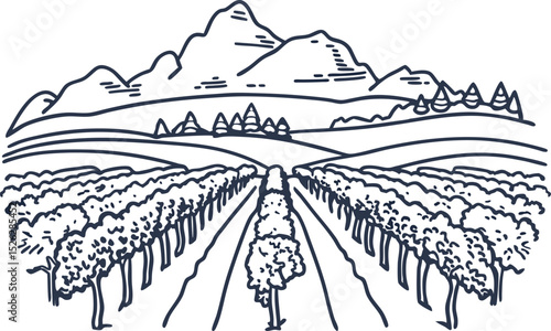 Vineyard rows with mountains in background hand drawn line landscape, agricultural wine field, rural scenery