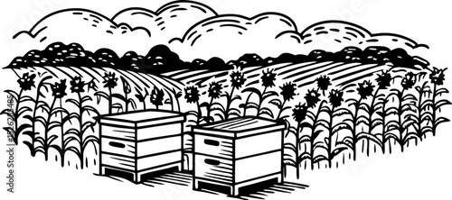 Beekeeping hives on sunflower farm, rural landscape agricultural apiary with fields, striped insect boxes outdoors