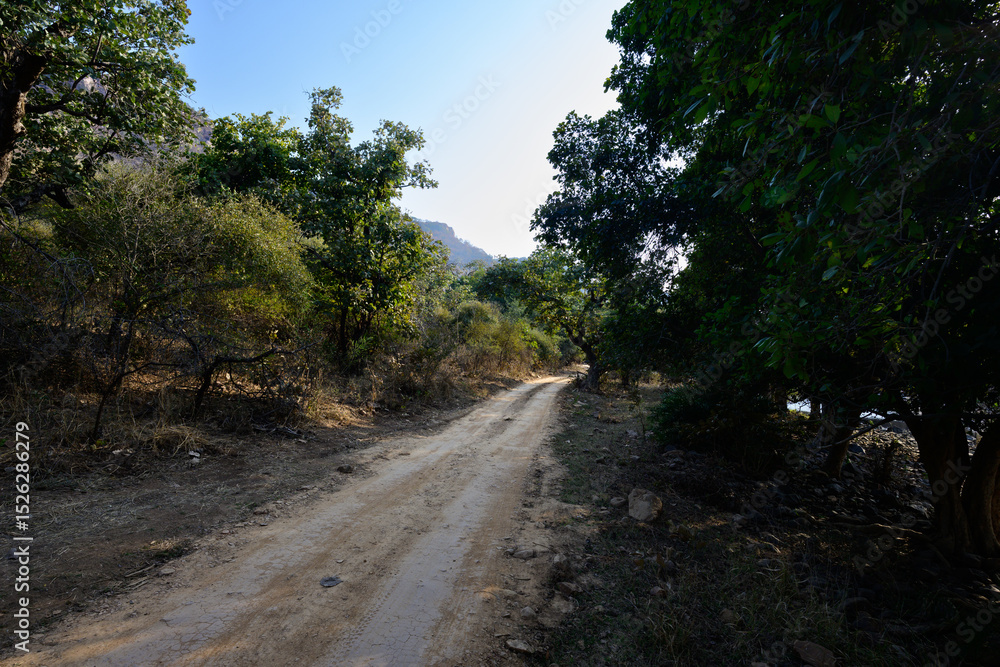 Obraz premium Ranthambore National Park Path or Road through the Jungle Landscape with Trees