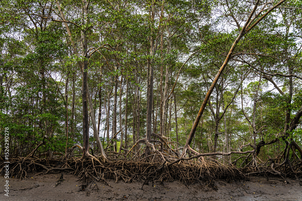 Naklejka premium Boat trip on the Preguica River from Tutoia, Delta das Americas to Ilha das Canarias, Brazil. South America