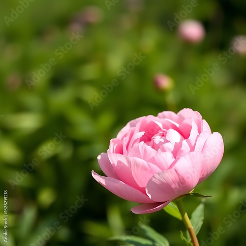 Wallpaper Mural Close up shot of a light pink peony flower in bloom with a green background on a sunny day outdoors Torontodigital.ca