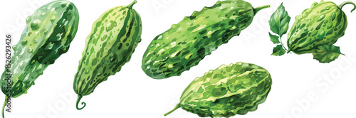 Bitter Melon Vector Illustration, Isolated on White Background.