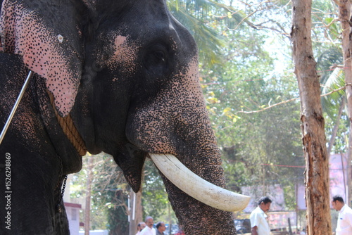 Close-Up of Asian Elephant With Long Tusks in Natural Forest Setting During Daytime