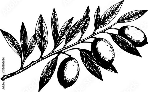 Olive branch. Vector engraving style illustration