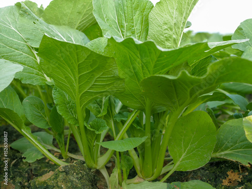 Caisim or mustard greens growing in a row in the ground. Plant vegetables, sawi hijau, gardening, fresh, healthy food, vegetable garden, agriculture, nature
