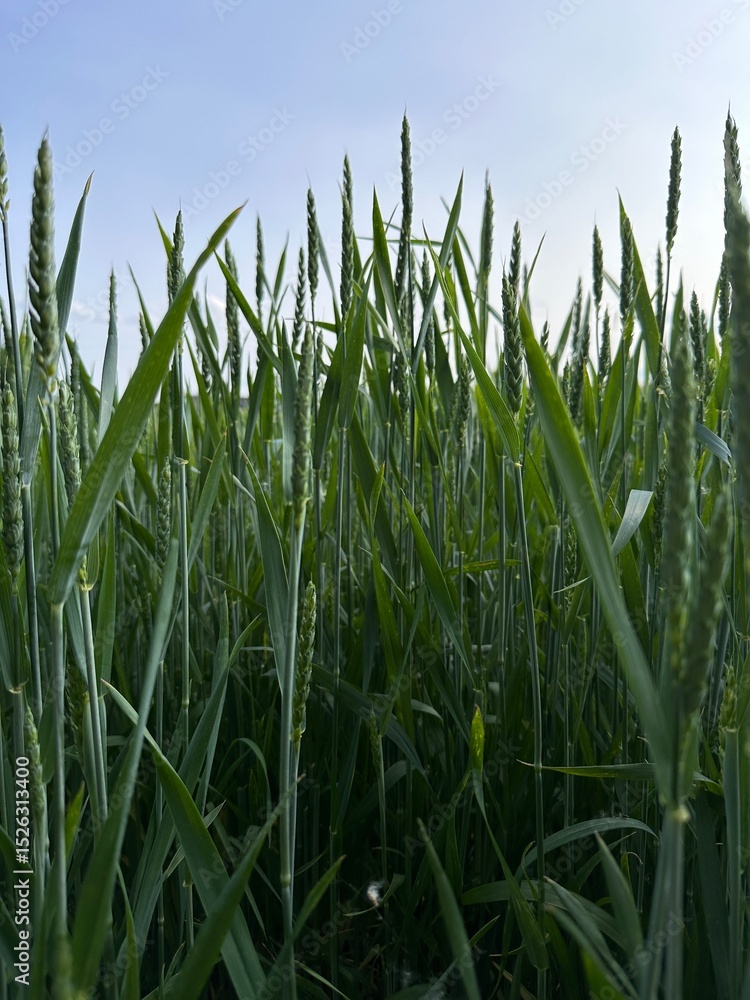 Fototapeta premium Green wheat in a field with spikelets
