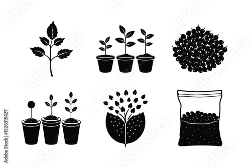 Hawthorn Seed Germination Process – Botanical Growth Stages