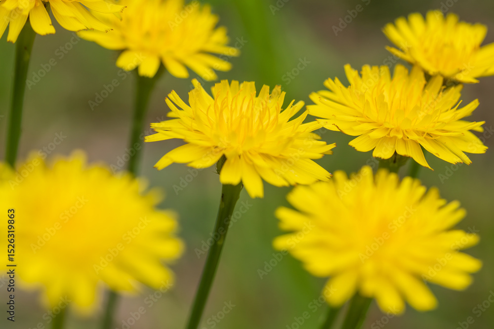 false dandelion, catsear false dandelion, catsear