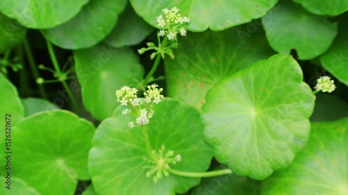 Footage of Vibrant Green Water Pennywort Foliage with Bunches of Tiny Flowers