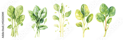 spinach leaves Watercolor painted vegetables. Fresh colorful veggies vector illustration