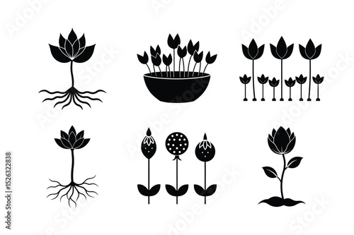 Lotus Seed Germination Process – Growth Stages from Seed to Sprout