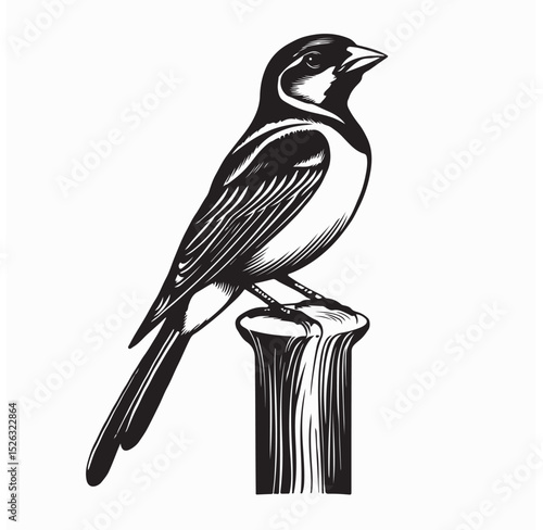 Black and white Canary on bird perch vector illustration on white background.