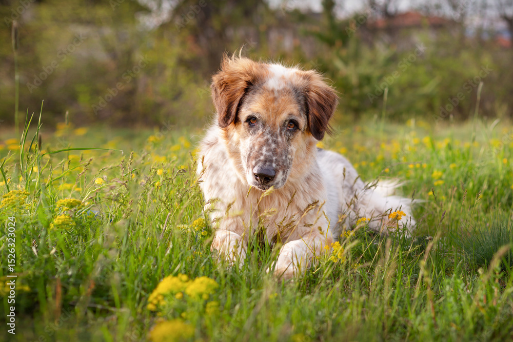 Obraz premium Big dog lying near yellow flowers, springtime