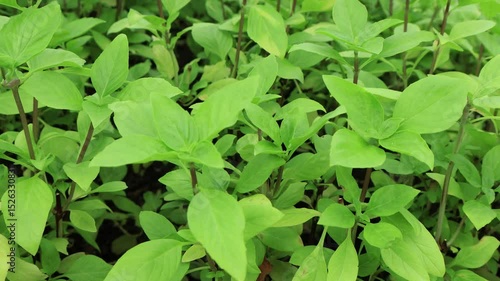 Wallpaper Mural Footage of Vibrant Green Thai Basil Plant Glowing in the Backyard Torontodigital.ca
