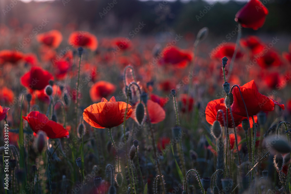 Obraz premium Field of red poppies