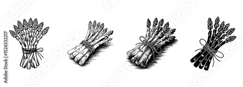 set of vintage tied asparagus spears vector illustrations, vegetable and healthy cooking design
