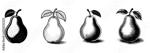 set of vintage pear fruit with leaves vector illustrations 
