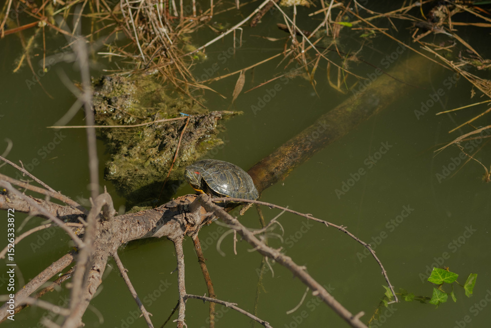 Obraz premium Turtles in a pond bask in the sun. Little turtles sit on islands in a pond in the sun's rays. Baby turtles in a pond with green water