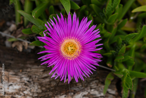 Carpobrotus Magenta flower close-up. Beautiful photo of the southern flower with drops of dew or rain