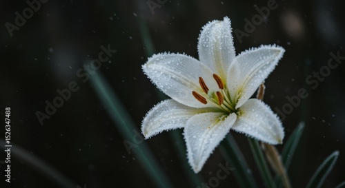 A Delicate White Lily Covered in Ice and Snow Crystals