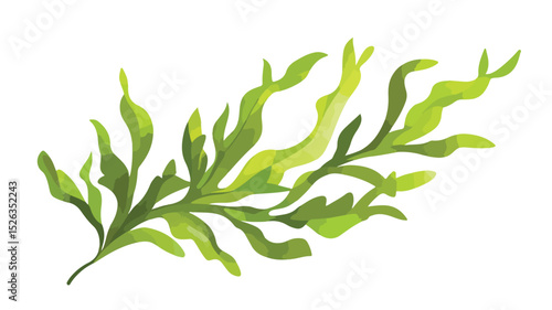 Detailed Seaweed Plant Vector Illustration Isolated on White Background
