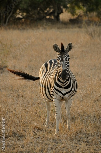 Zebra in the evening light