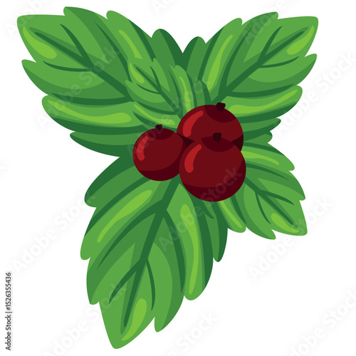 Mint leaves and ripe bright lingonberry berries on a white background, vector hand drawing on a transparent background.