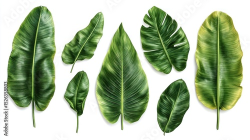 Tropical Paradise: Collection of Lush Green Leaves