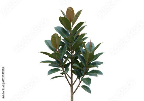 Isolated Ficus Elastica Plant with Vibrant Green and Burgundy Leaves