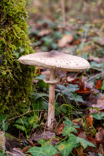 one wild mushroom in a forest in Istria, Croatia