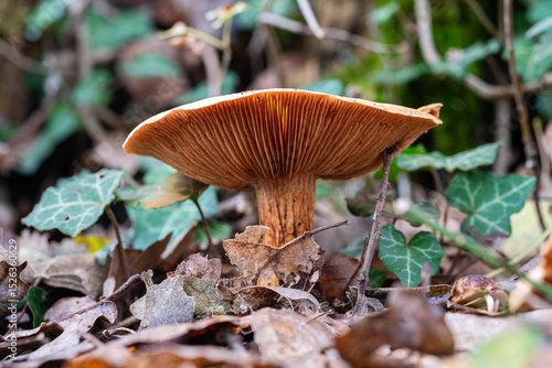 one brown wild mushroom in a forest in Istria, Croatia