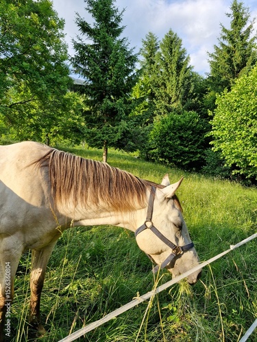 horse in the forest