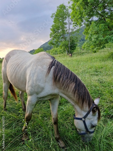 horse on a meadow