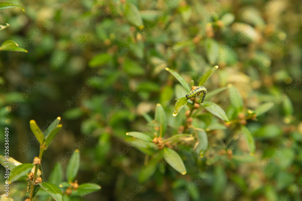 Boxwood bush, Buxus sempervirens, infested with Box tree moth, Cydalima perspectalis, caterpillars Boxwood bush, Buxus sempervirens, infested with Box tree moth, Cydalima perspectalis, caterpillars