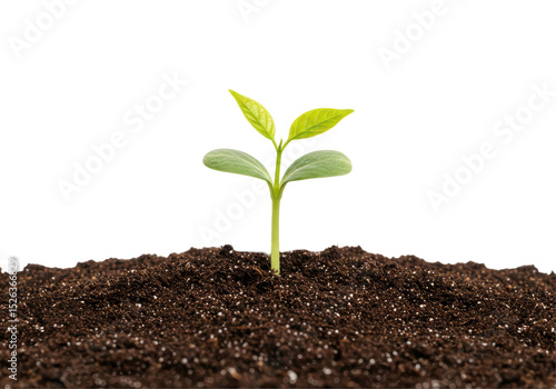 Wallpaper Mural Isolated Young Sprout Growing from Soil Torontodigital.ca
