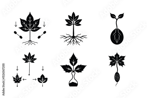 Sugar Maple Seed Germination Process: Early Growth Stages