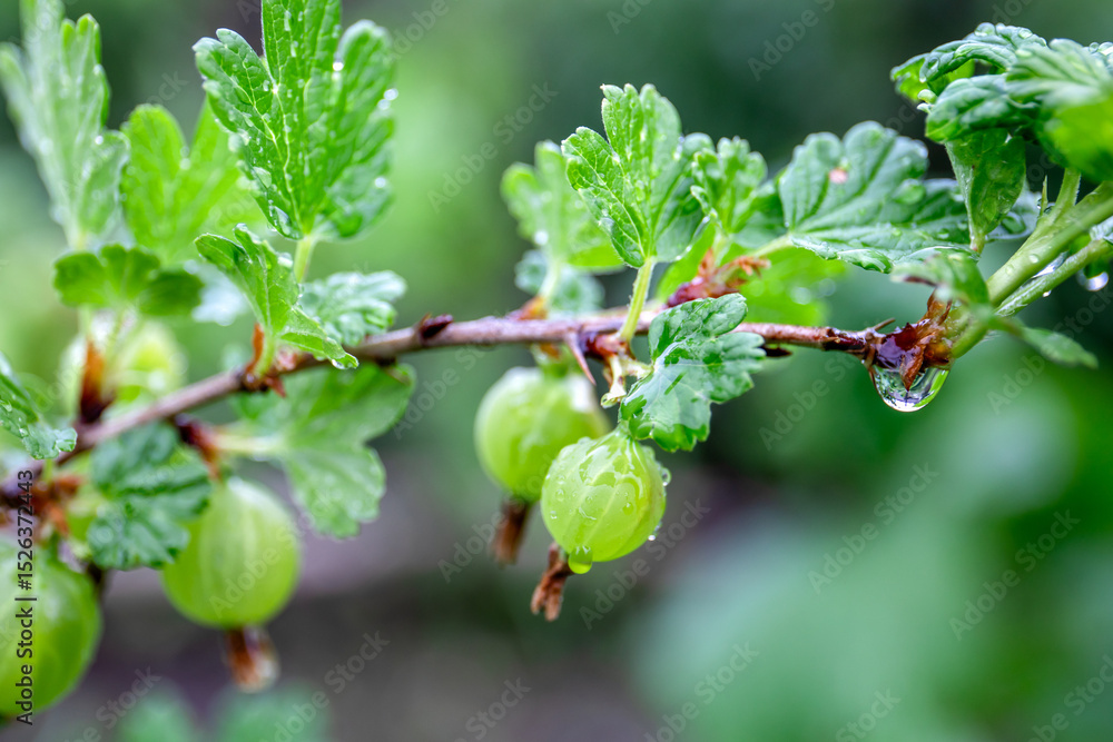 Fototapeta premium Gooseberry Plant with Fresh Green Berries and Raindrops on Leaves After Rainfall