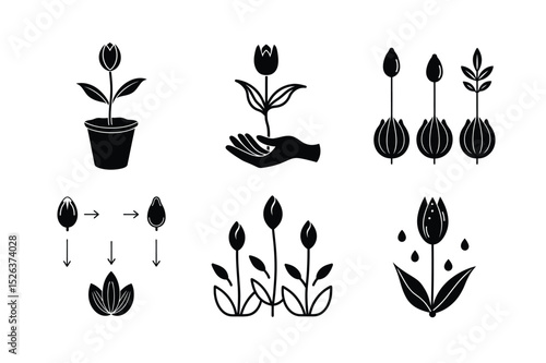 Tulip Seed Germination Process – Close-Up Growth Stages