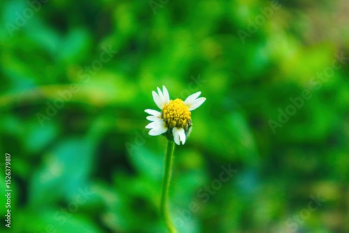 bee on daisy